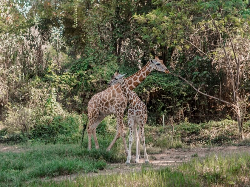 Bali Safari Marine Park Entrance Fee & Attraction (4)