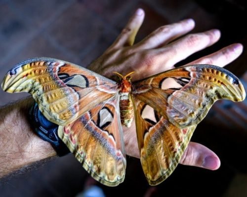 Butterfly Park