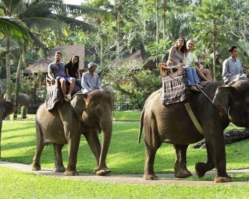 Elephant Ride