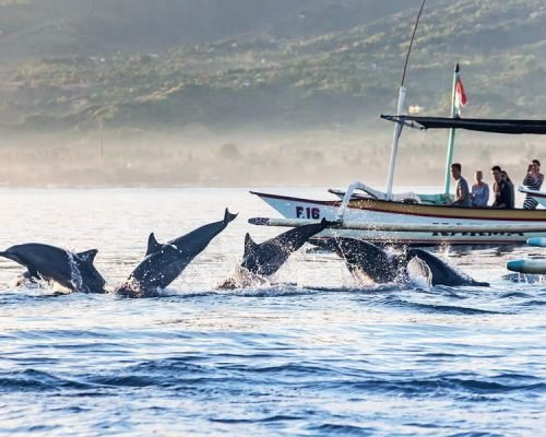 Lovina Dolphin Tour