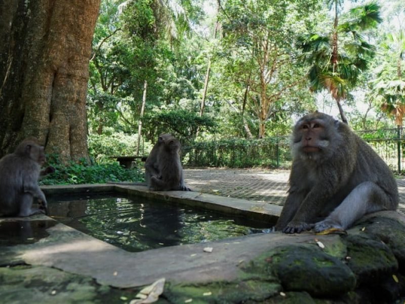 Sacred Monkey Forest Sanctuary Ubud (2)